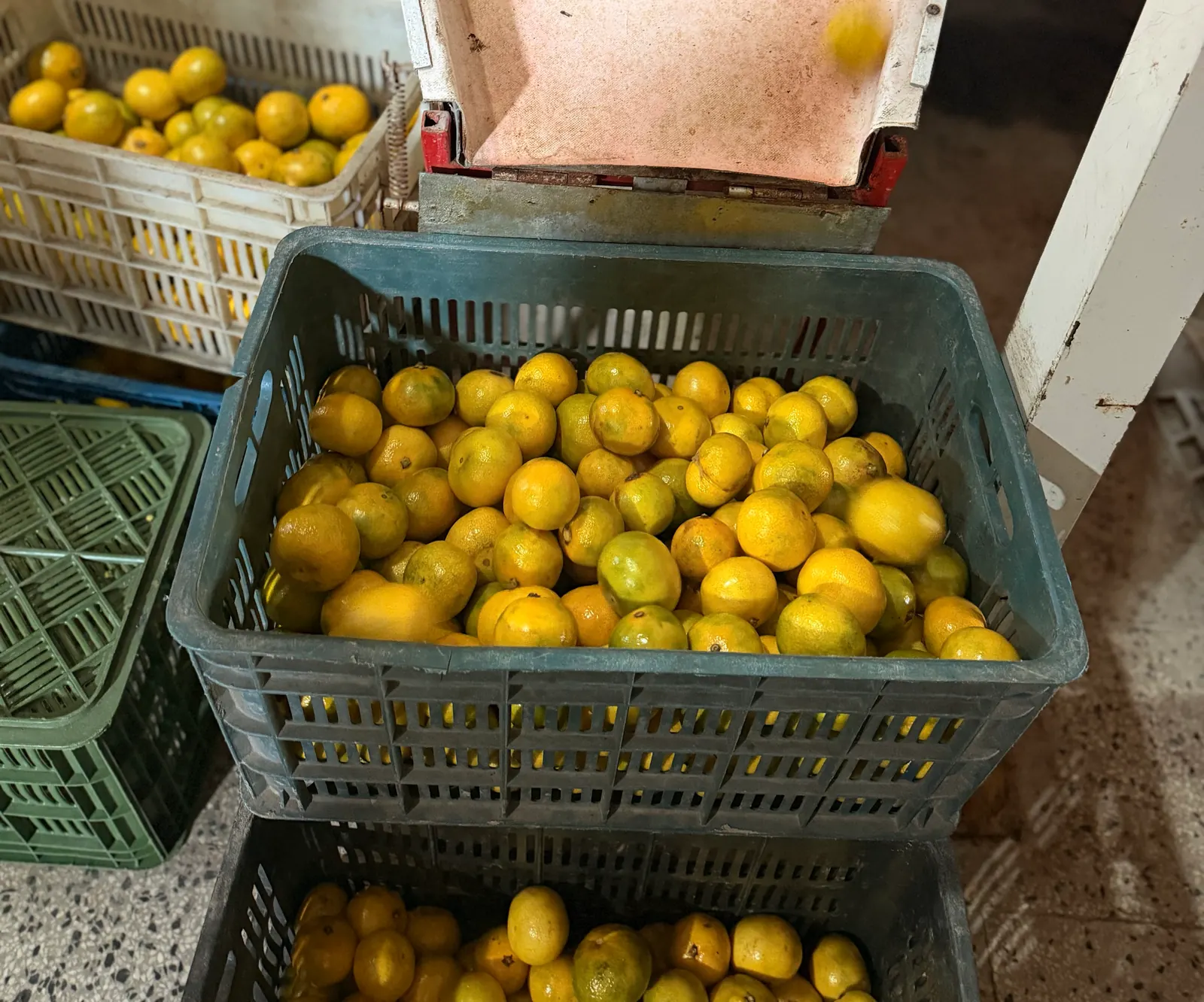 Early Japanese mandarin dropping into a crate on the sorting line