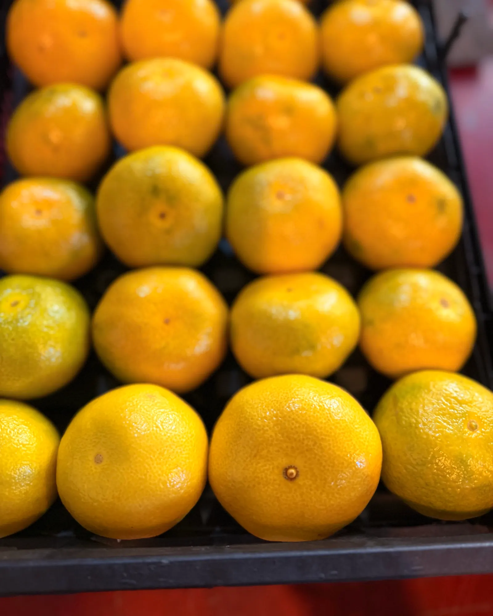 Early Japanese mandarin, waxed, filling a packing tray
