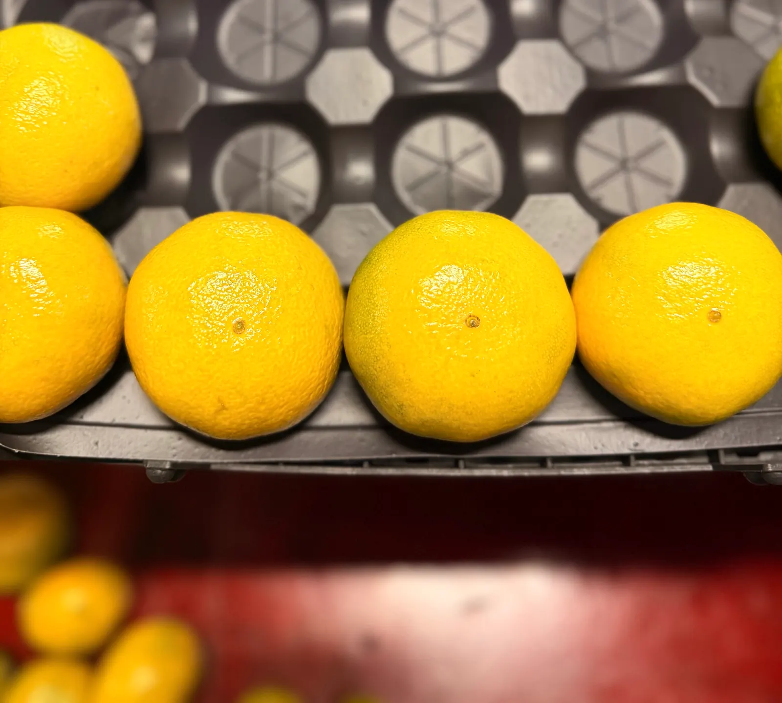 Packing tray for early Japanese mandarin, waxed, partway filled