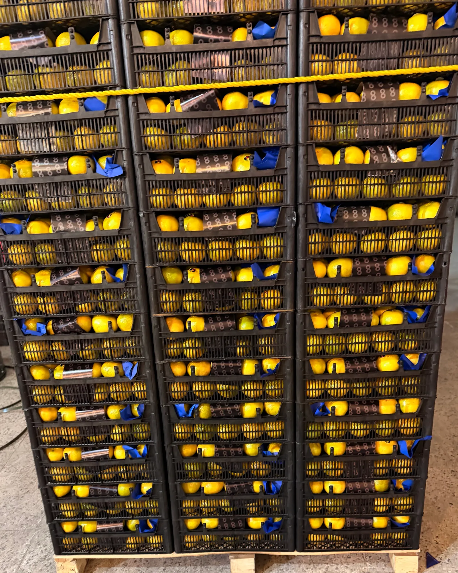 Early Japanese mandarin, waxed, packed in plastic crates on a pallet ready for shipment