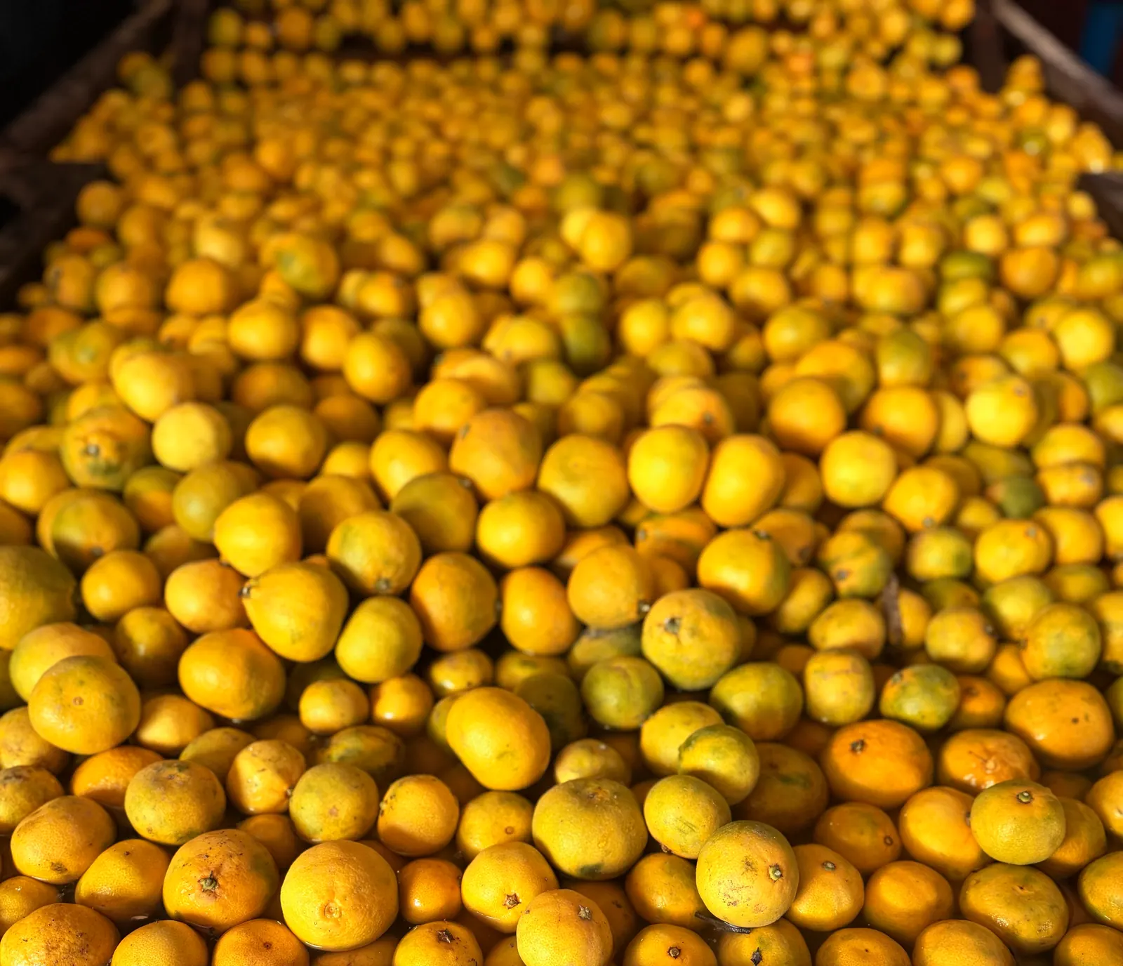 Early Japanese mandarin in the sorting line's wash tank