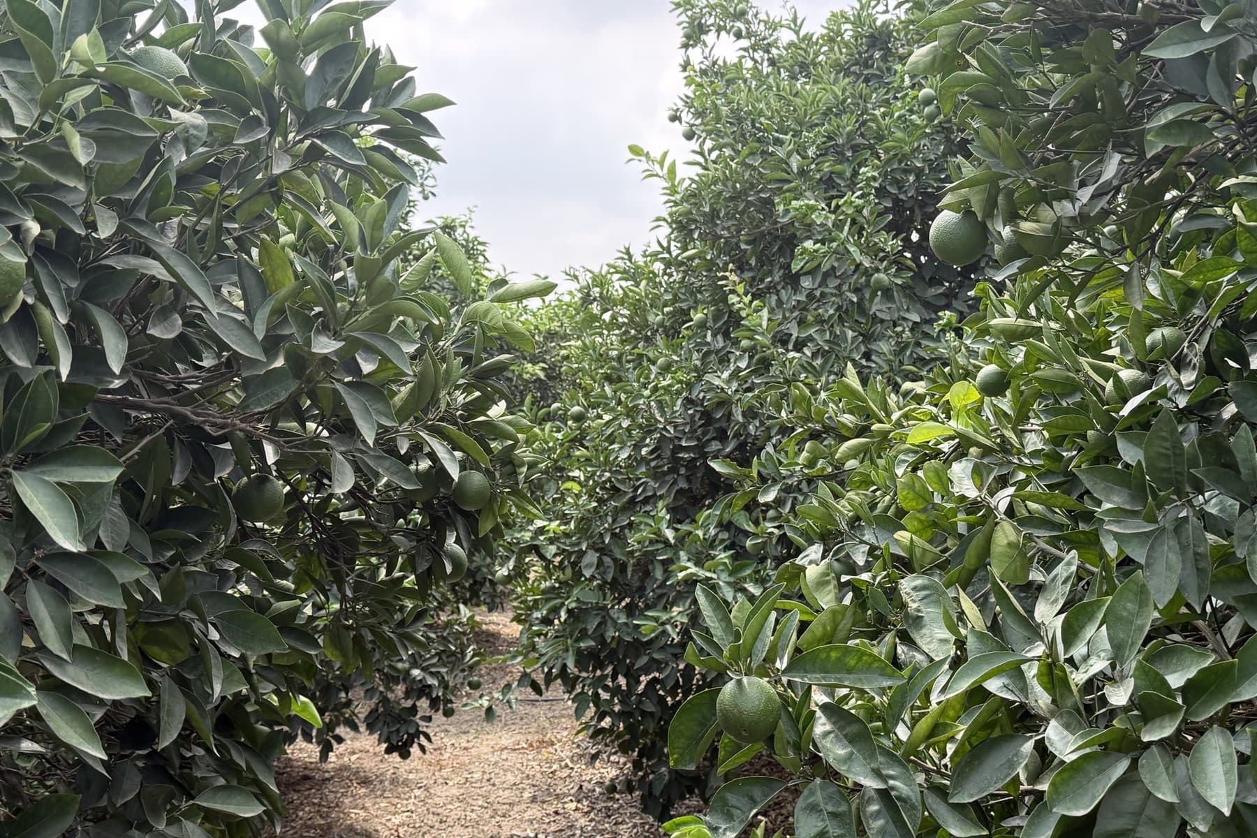 A citrus orchard