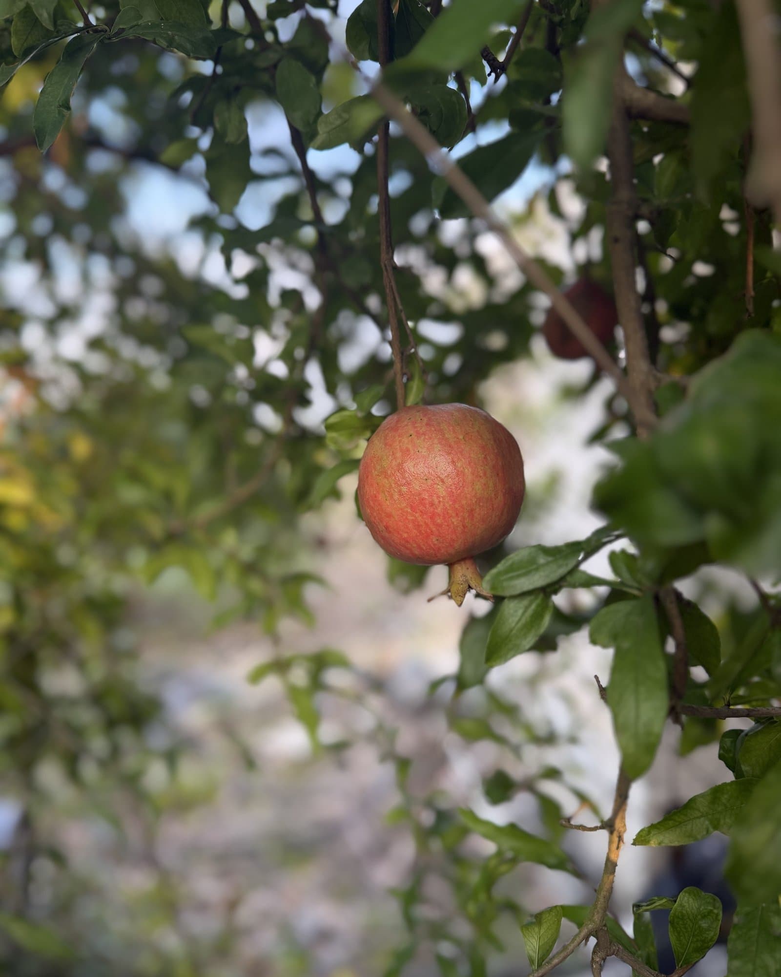 Pomegranate