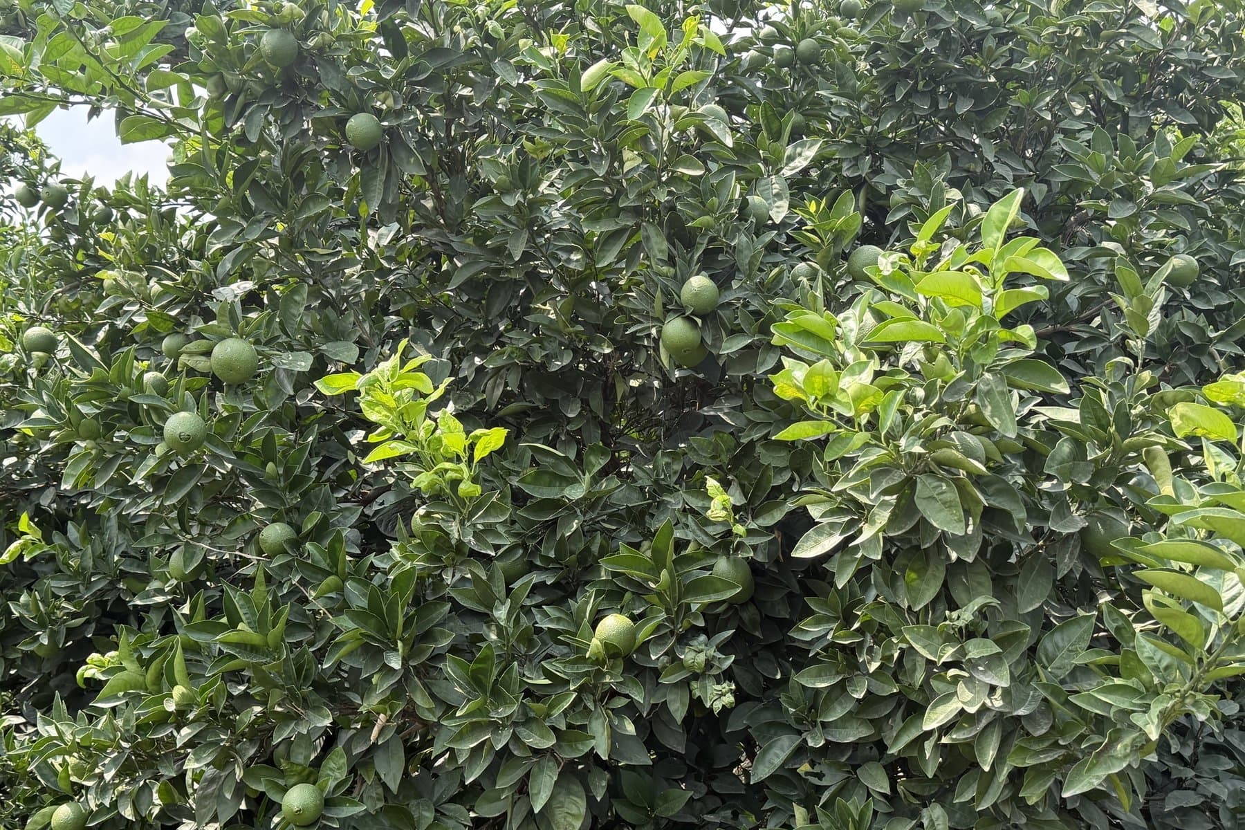Rows of trees in a citrus orchard